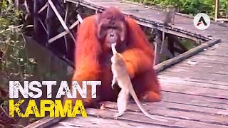 [問卦] 比特犬如果在非洲大草原攻擊大象會怎樣