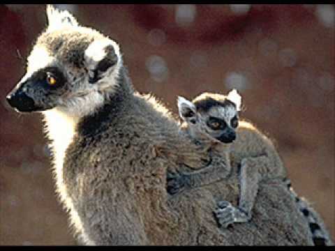 Moby - The Day (Kind Of Zoo Remix) [based on Basto! Remix]