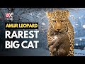 Amur Leopard World S Rarest Big Cat
