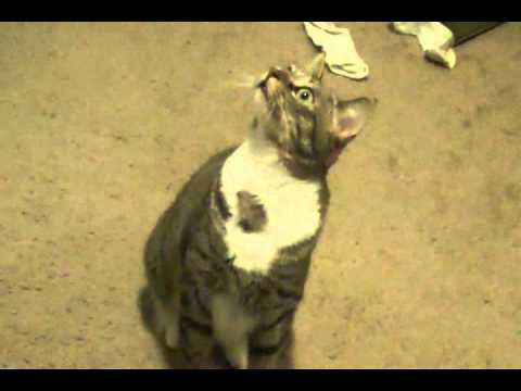 Tabby Cat Meowing at Light For No Reason