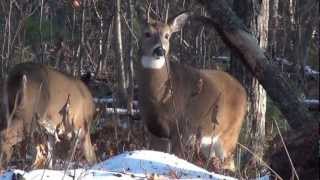 preview picture of video 'Two Yooper deer get to know each other in Michigan'