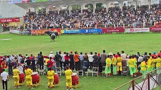 Download the video "[ Lễ hội chọi trâu truyền thống Đồ Sơn 2025 ] Vòng loại - Trận thứ nhất : Trâu số 03 vs Trâu số 04"