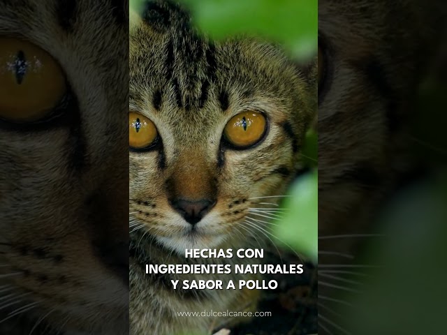 Vídeo relacionado con Azul Buffalo Wilderness Alta proteína seco Adulto Gato Alimentación