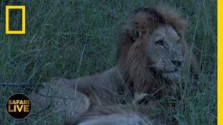 Safari Live - Day 125 | National Geographic Safari Live - Day 125 | National Geographic
