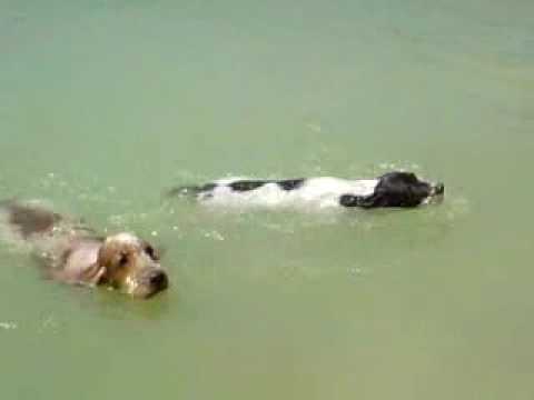 los perros nadadores I