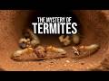 Termites. What Don't We KNOW About Them? The Civilization That Survived the Dinosaurs