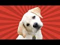 Sound That Make Puppies Tilt Their Head  (GUARANTEED )