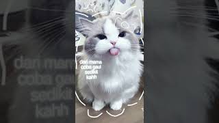 Download lagu aduh mama tolong beli saya hp Samsung kah jj kucing #fyp #jjkucing mp3 Download lagu aduh mama tolong beli saya hp Samsung kah jj kucing #fyp #jjkucing mp3