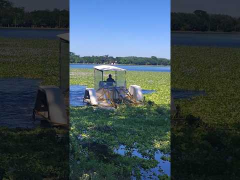 Desmalezando la Laguna de San Vicente en Buenos Aires Argentina