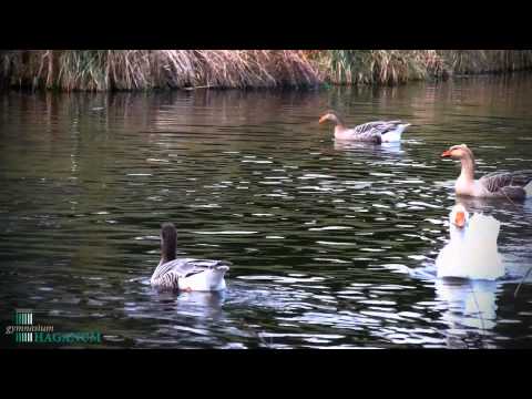 2011 | Wassenaar in de Lente