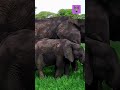 Elephant Trumpets Can Blow Shorts