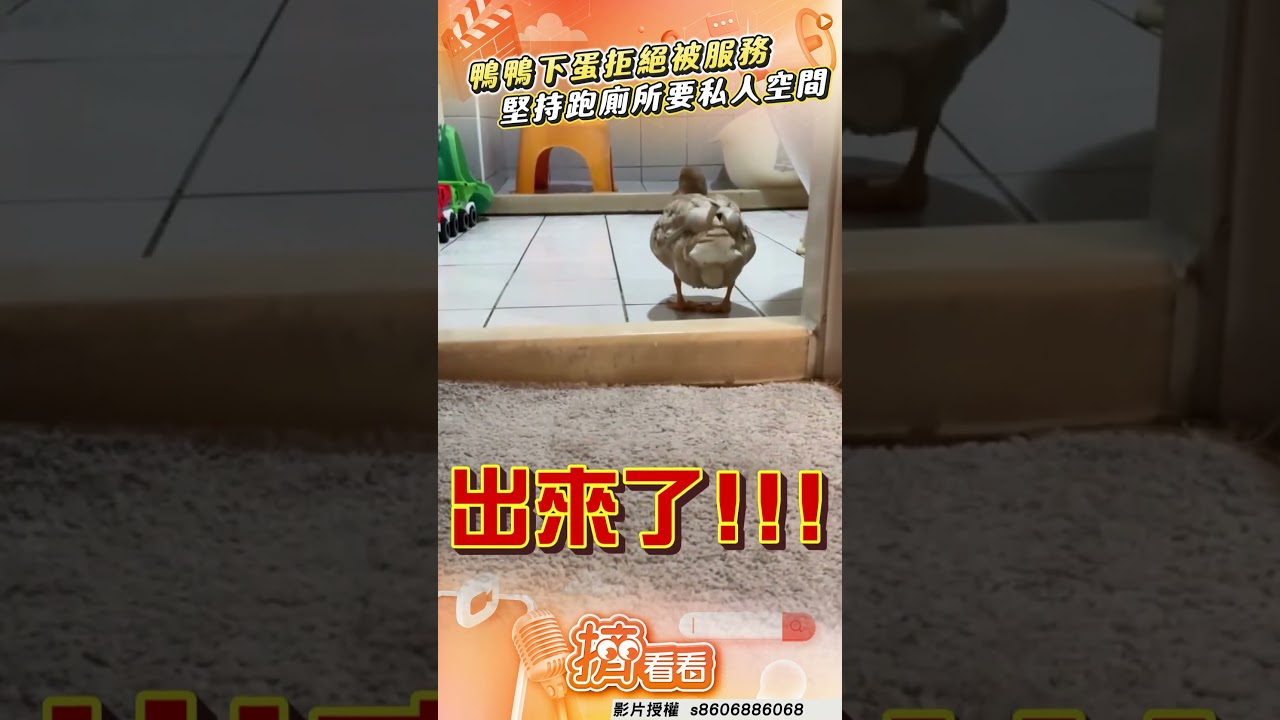 影音/寵物鴨下蛋太害羞拒絕主人服務? 堅持跑廁所要「私人空間」