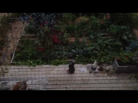 Possible Bigfoot sounds,mimicking coyote