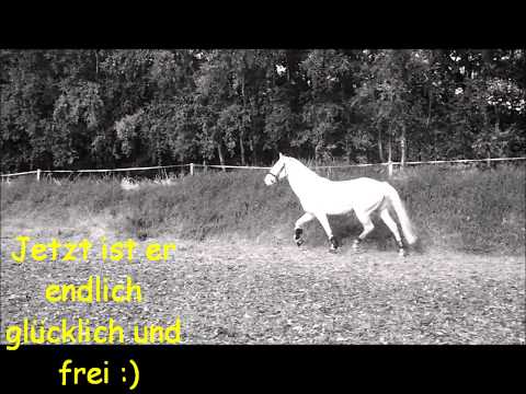 Ein armes und misshandeltes Pferd aus Holland :( mein Sunny!!