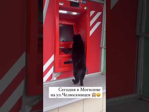 Кот Бегемот в Беларуси решил заняться финансами