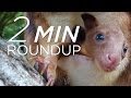 Baby Kangaroo Tortoise Torture A Choking Shark