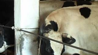 Лейкоз у коров: как диагностировать и лечить