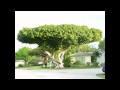 (HD) Banyan Brothers - Banyan Tree HEAVY ...