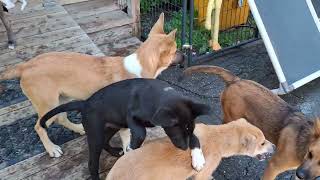 Video preview image #1 Shollie Puppy For Sale in Sebec, ME, USA