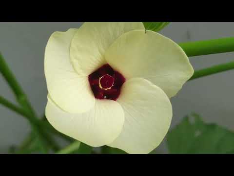 Pretty Flowers/caught by my eyes/@maricrismixchannels