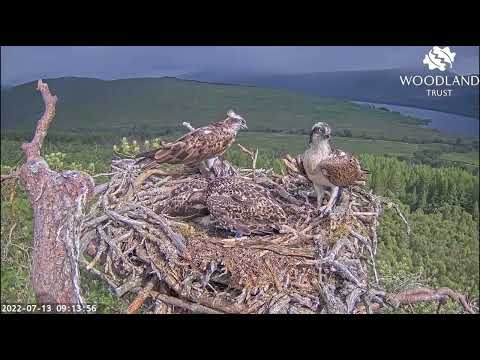 Breakfast arrives for the newly ringed Loch Arkaig Osprey chicks LW5 & LW6 13 Jul 2022