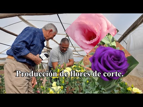 , title : 'Flores de corte - Lisianthus | Emprendimiento "Serendipia".'