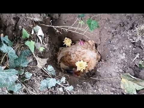 Unsere Pommes ist gestorben 😓 Sperber Legehybride Altersschwäche