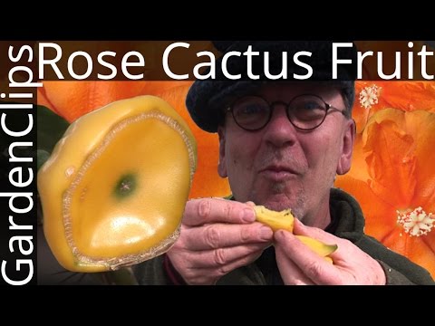 download lagu mp3 mp4 Cactus Flower Cocktail, download lagu Cactus Flower Cocktail gratis, unduh video klip Cactus Flower Cocktail