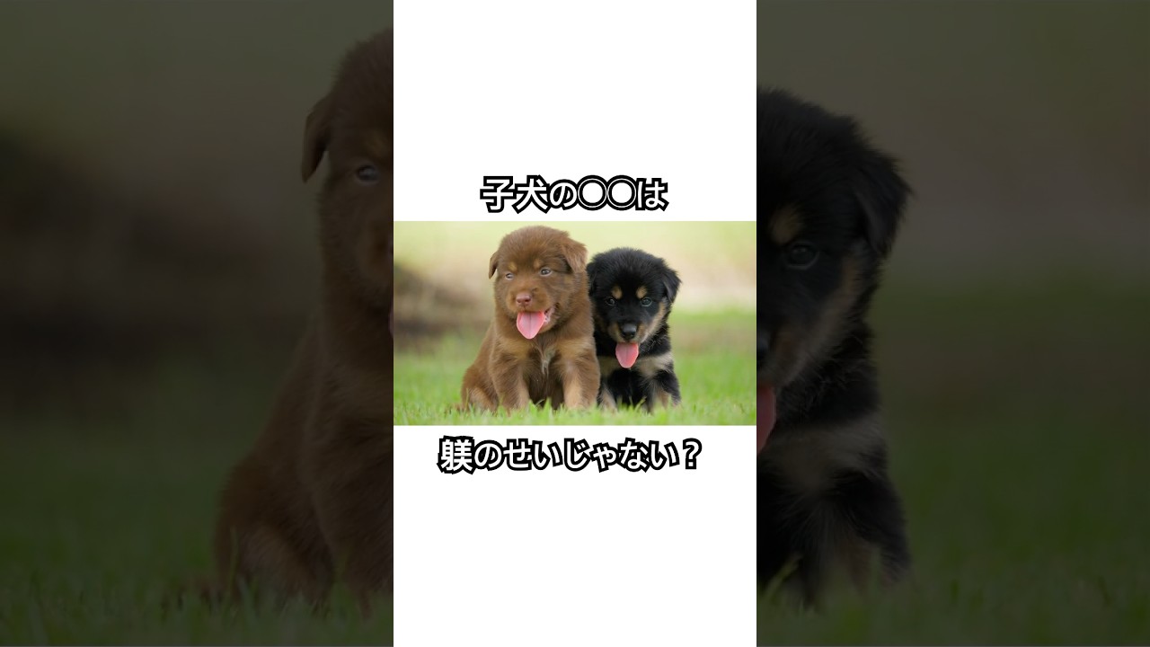 子犬の〇〇は成長のサイン #犬好きな人と繋がりたい #いぬ #ペット #犬 #犬のいる暮らし #犬のいる生活 #犬の行動  #子犬 #子犬のいる暮らし #子犬のしつけ #子犬の育て方 #子犬お迎え