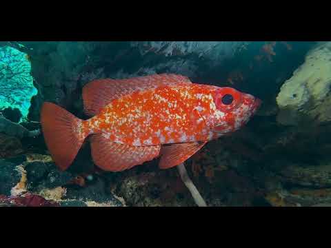 10 Reddish/Big Eyes - scuba diving video