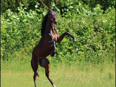 Quadriga : Colt 2023 by Viva Gold/Ron Rubin