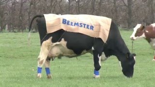 preview picture of video 'Beemster Graskaas Launch!!!!!'