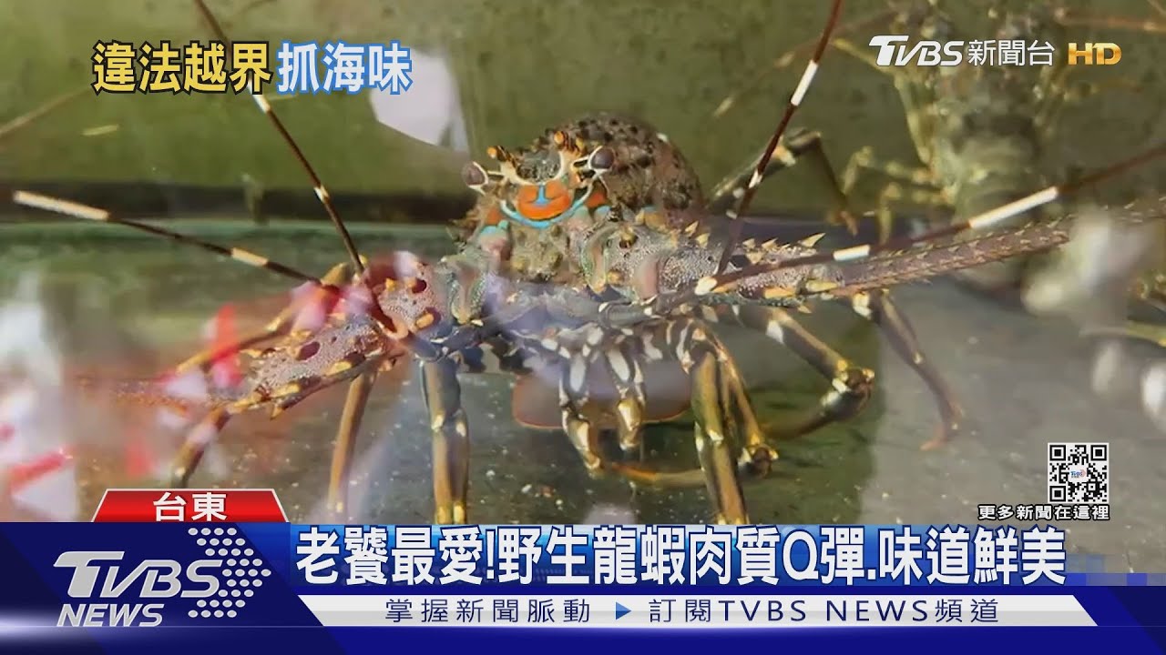 又來了! 大半夜闖保育區「狂抓32隻龍蝦」