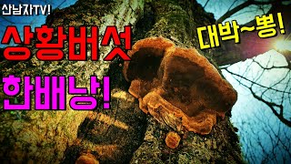 한 배낭 대박~!  뽕나무 상황버섯 개회상황 기분 좋은 날 , 산남자 산행 약초 항암 자연 건강 mushro…