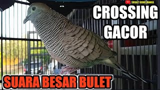 Download lagu PERKUTUT CROSSING GACOR SUARA BESAR... mp3