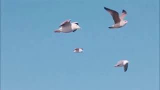 Red Hot Chili Peppers - Warm Tape Legendado Eng/PT