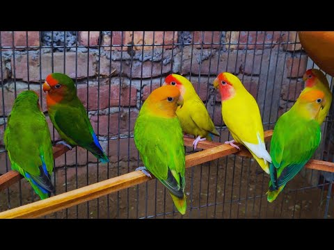 Cute Lovebird Chirping: 2 Hours of Relaxing Parakeet Sounds to Reduce Stress-Singing a Birds