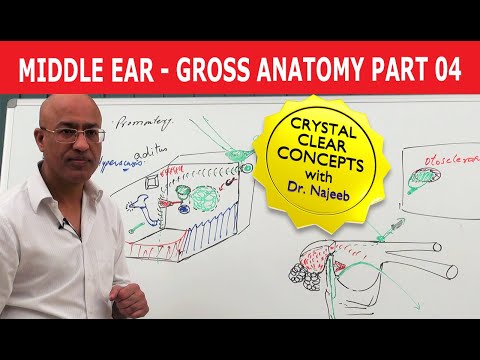 Middle Ear | Gross Anatomy | Part 4/9