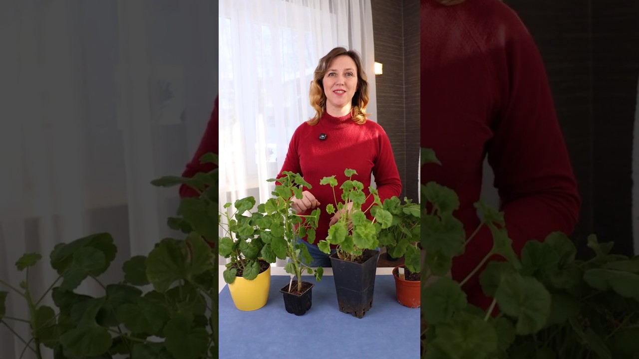 Пеларгония будет цвести пышными шапками до самых морозов, если сделать так сейчас!