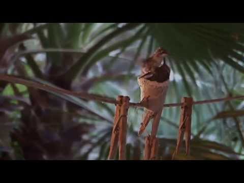 ハチドリの巣、卵、孵化 (Hummingbird Nest, Eggs, Hatching)