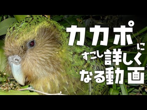 オウム科について詳しく解説