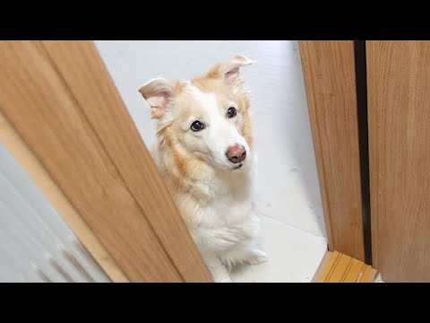 엄마랑 아빠가 싸우고 집 분위기가 냉랭해지자 보인 강아지의 애틋한 행동..