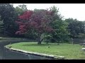 Nature's Lullabies: Beyond the Leaves