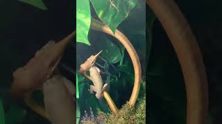 テングキノボリヘビ