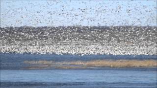 preview picture of video '1,200,000 Snow Geese Taking to Air for Migration Flight - Squaw Creek NWR 2014'