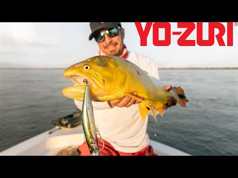 Fishing For Golden Dorado!