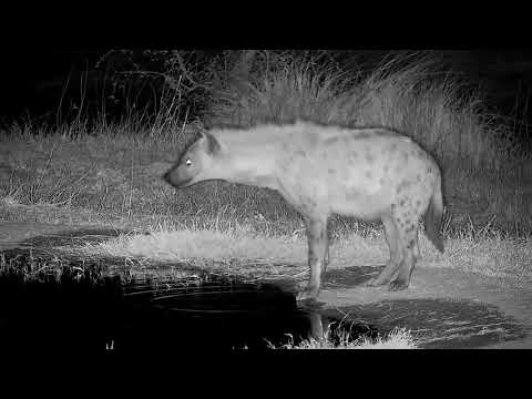 Djuma: Lone Hyena gets a drink at the pan - 19:07 - 08/16/21