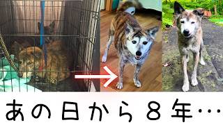 過酷な環境を生き抜いた保護犬たちと暮らし始めて８年が経ちました