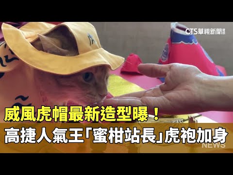 威風虎帽最新造型曝！　高捷人氣王「蜜柑站長」虎袍加身