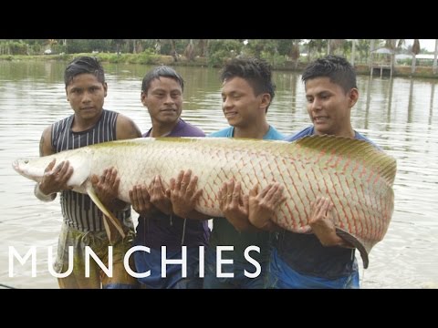 download lagu mp3 mp4 Paiche Fish Kosher, download lagu Paiche Fish Kosher gratis, unduh video klip Paiche Fish Kosher